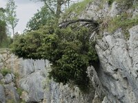 B, Namur, Viroinval, Fondry des Chiens 25, Saxifraga-Willem van Kruijsbergen