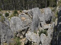 B, Namur, Viroinval, Fondry des Chiens 36, Saxifraga-Willem van Kruijsbergen