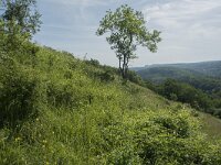 B, Namur, Viroinval, Roche a Lomme 9, Saxifraga-Willem van Kruijsbergen