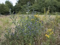 B, Namur, Viroinval, Treignes 8, Saxifraga-Willem van Kruijsbergen