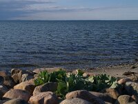 DK, Midtjylland, Nordfyn, Bogense 11, Saxifraga-Foto Fitis- Sytske Dijksen