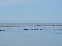 Lagune met veel aalscholvers  Phalacrocorax carbo. : Favourite