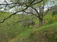 F, Ardeche, Saint-Pierreville, near Saint-Pierreville village 2, Saxifraga-Tom Heijnen