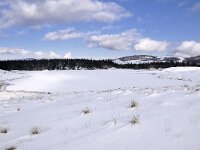 F, Gard, Valleraugue, Esperou, Lac des Pises 3, Saxifraga Elisabeth Raboin