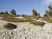 F, Vaucluse, Bedoin, Mont Ventoux 9, Saxifraga-Willem van Kruijsbergen