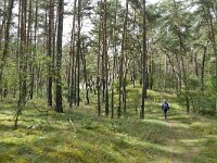 D, Mecklenburg-Vorpommern, Domitz, Binnendünen near Klein Schmolen 5, Saxifraga-Tom Heijnen