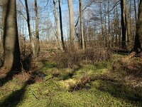 D, Niedersachsen, Bispingen,  Luneburger Heide 5, Saxifraga-Bas Klaver