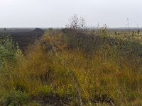 D, Niedersachsen, Diepholz 5, Saxifraga-Dirk Hilbers