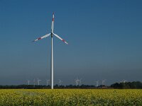 D, Niedersachsen, Geeste 3, Saxifraga-Hans Dekker