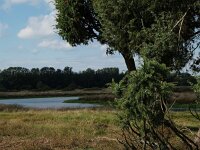 D, Niedersachsen, Haseluenne, Haseluenner Kuhweide 17, Saxifraga-Hans Dekker