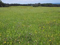 D, Niedersachsen, Heinsen 5, Saxifraga-Hans Dekker