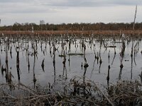 D, Niedersachsen, Hemsloh, Rehdener Geestmoor 2, Saxifraga-Jan Nijendijk