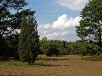 D, Niedersachsen, Meppen, Palms 1, Saxifraga-Hans Dekker