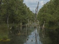 D, Niedersachsen, Schneverdingen, Pietzmoor 19, Saxifraga-Marijke Verhagen