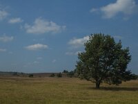 D, Niedersachsen, Schneverdingen, Wulfsberg 13, Saxifraga-Marijke Verhagen