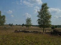 D, Niedersachsen, Schneverdingen, Wulfsberg 14, Saxifraga-Marijke Verhagen