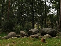 D, Niedersachsen, Thuine 2, Saxifraga-Hans Dekker