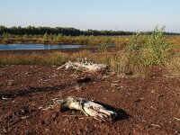 D, Niedersachsen, Twist, Naturpark Moor 4, Saxifraga-Hans Dekker
