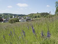 D, Nordrhein-Westfalen, Blankenheim, Alendorf 1, Saxifraga-Willem van Kruijsbergen