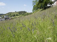 D, Nordrhein-Westfalen, Blankenheim, Alendorf 3, Saxifraga-Willem van Kruijsbergen
