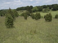D, Nordrhein-Westfalen, Blankenheim, Alendorf, Kalvarienberg 1, Saxifraga-Willem van Kruijsbergen