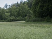 D, Nordrhein-Westfalen, Blankenheim, Alendorf, Lampertsbach 1, Saxifraga-Willem van Kruijsbergen