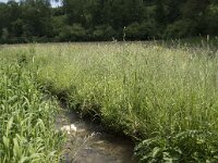 D, Nordrhein-Westfalen, Blankenheim, Alendorf, Lampertsbach 4, Saxifraga-Willem van Kruijsbergen