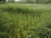 D, Nordrhein-Westfalen, Blankenheim, Ripsdorf, Kalksumpf 1, Saxifraga-Willem van Kruijsbergen