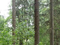 D, Nordrhein-Westfalen, Monschau, Perlenbachtal 2, Saxifraga-Foto Fitis-Sytske Dijksen