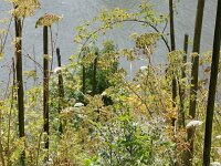 D, Rheinland-Pfalz, Cochem 1, Saxifraga-Foto Fitis-Sytske Dijksen