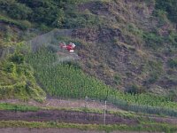 D, Rheinland-Pfalz, Cochem 3, Saxifraga-Foto Fitis-Sytske Dijksen