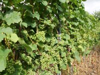 D, Rheinland-Pfalz, Cochem 4, Saxifraga-Foto Fitis-Sytske Dijksen