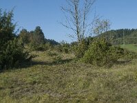 D, Rheinland-Pfalz, Gerolstein, Gees 1, Saxifraga-Willem van Kruijsbergen