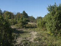 D, Rheinland-Pfalz, Gerolstein, Gees 2, Saxifraga-Willem van Kruijsbergen