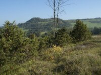 D, Rheinland-Pfalz, Gerolstein, Gees 4, Saxifraga-Willem van Kruijsbergen