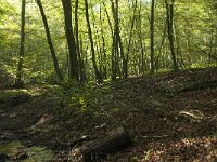 D, Rheinland-Pfalz, Gerolstein, Gees 6, Saxifraga-Willem van Kruijsbergen