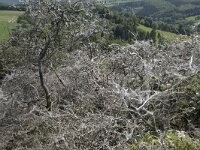 D, Rheinland-Pfalz, Gerolstein, Rother Kopf 1, Saxifraga-Willem van Kruijsbergen