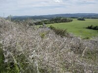 D, Rheinland-Pfalz, Gerolstein, Rother Kopf 2, Saxifraga-Willem van Kruijsbergen