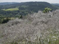 D, Rheinland-Pfalz, Gerolstein, Rother Kopf 3, Saxifraga-Willem van Kruijsbergen