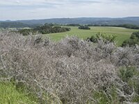 D, Rheinland-Pfalz, Gerolstein, Rother Kopf 4, Saxifraga-Willem van Kruijsbergen