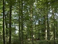 D, Rheinland-Pfalz, Gerolstein, Rother Kopf 7, Saxifraga-Willem van Kruijsbergen