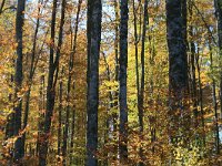 GR, Anatoliki Makedonia kai Thraki, Xanthi, Livaditis 15, Saxifraga-Dirk Hilbers