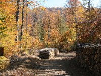 GR, Anatoliki Makedonia kai Thraki, Xanthi, Livaditis 16, Saxifraga-Dirk Hilbers