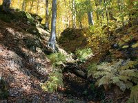 GR, Anatoliki Makedonia kai Thraki, Xanthi, Livaditis 23, Saxifraga-Dirk Hilbers