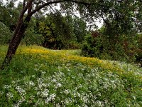 GR, Corfu, Gazatika 2, Saxifraga-Hans Dekker