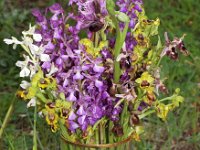 GR, Corfu, Strinilas 4, Saxifraga-Hans Dekker