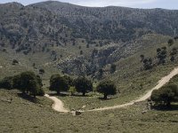 GR, Crete, Lasithi, Kiminaki 11, Saxifraga-Willem van Kruijsbergen