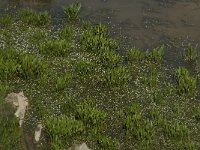 GR, Crete, Lasithi, Lasithi Plain 12, Saxifraga-Willem van Kruijsbergen