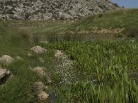 GR, Crete, Lasithi, Lasithi Plain 13, Saxifraga-Willem van Kruijsbergen