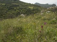 GR, Crete, Rethimnon, Koxare 8, Saxifraga-Willem van Kruijsbergen